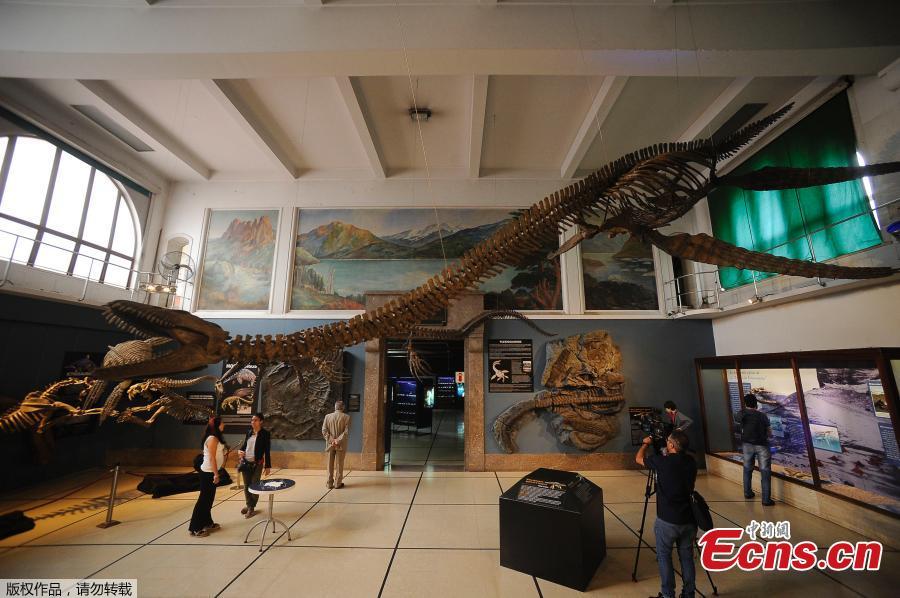 Replica of a 65-million-year-old skeleton of a plesiosaur marine reptile is displayed in the museum hall at the Bernardino Rivadavia Natural Science Museum in Buenos Aires, Argentina, on Dec. 19, 2018. The fossil is found in Cretaceous period rocks submerged in Lake Argentino at the foot of the Andes mountains. The fossil is nine meters long with each fin measuring 1.3 meters. (Photo/Agencies)