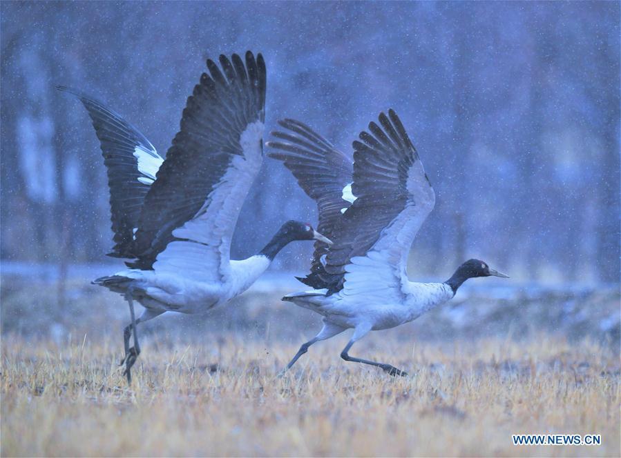Photo taken on Dec. 18, 2018 shows black-necked cranes in Linzhou County of Lhasa, capital of southwest China\'s Tibet Autonomous Region. Thousands of black-necked cranes have arrived here to spend the winter time. (Xinhua/Purbu Zhaxi)