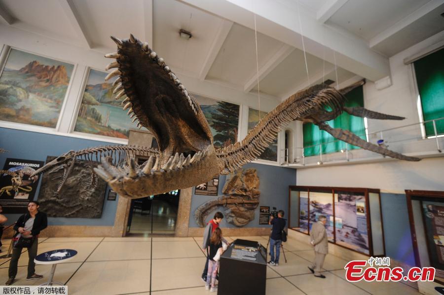 Replica of a 65-million-year-old skeleton of a plesiosaur marine reptile is displayed in the museum hall at the Bernardino Rivadavia Natural Science Museum in Buenos Aires, Argentina, on Dec. 19, 2018. The fossil is found in Cretaceous period rocks submerged in Lake Argentino at the foot of the Andes mountains.The fossil is nine meters long with each fin measuring 1.3 meters.  (Photo/Agencies)