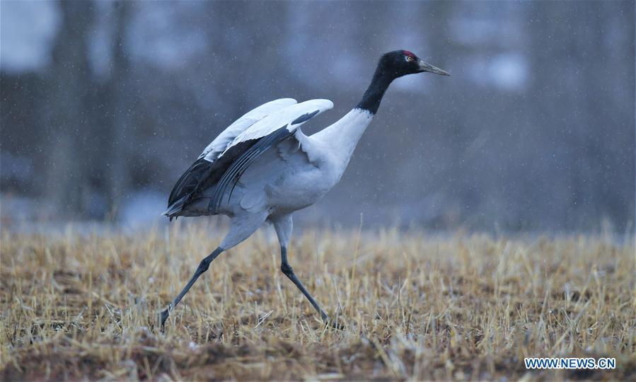 Photo taken on Dec. 18, 2018 shows a black-necked crane in Linzhou County of Lhasa, capital of southwest China\'s Tibet Autonomous Region. Thousands of black-necked cranes have arrived here to spend the winter time. (Xinhua/Purbu Zhaxi)