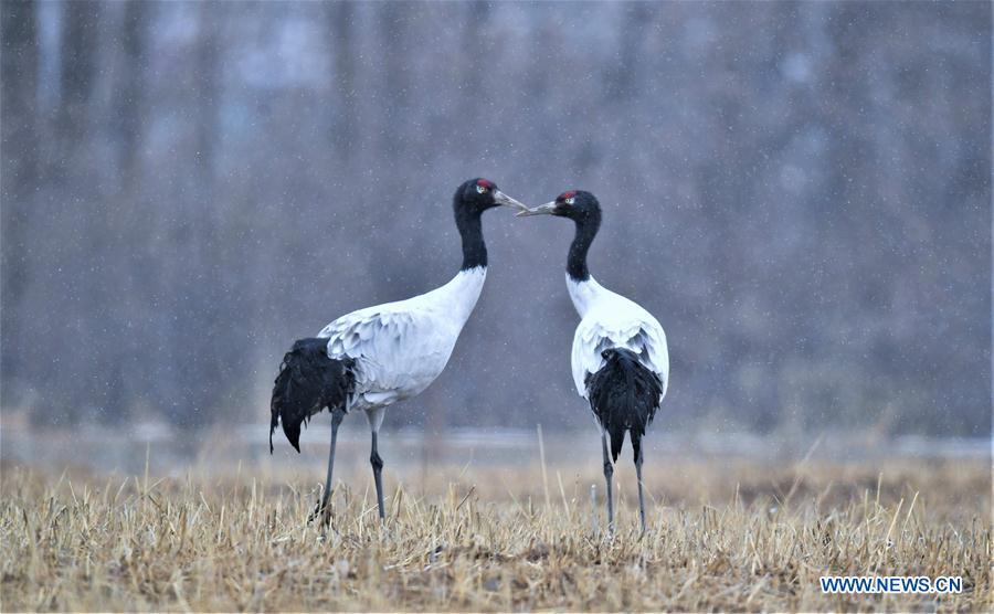 Photo taken on Dec. 18, 2018 shows black-necked cranes in Linzhou County of Lhasa, capital of southwest China\'s Tibet Autonomous Region. Thousands of black-necked cranes have arrived here to spend the winter time. (Xinhua/Purbu Zhaxi)