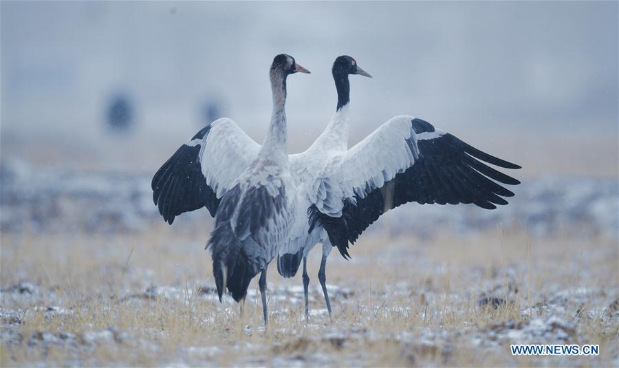 Photo taken on Dec. 18, 2018 shows black-necked cranes in Linzhou County of Lhasa, capital of southwest China\'s Tibet Autonomous Region. Thousands of black-necked cranes have arrived here to spend the winter time. (Xinhua/Purbu Zhaxi)