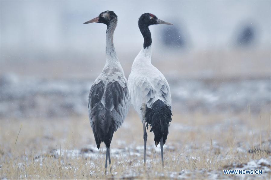 Photo taken on Dec. 18, 2018 shows black-necked cranes in Linzhou County of Lhasa, capital of southwest China\'s Tibet Autonomous Region. Thousands of black-necked cranes have arrived here to spend the winter time. (Xinhua/Purbu Zhaxi)