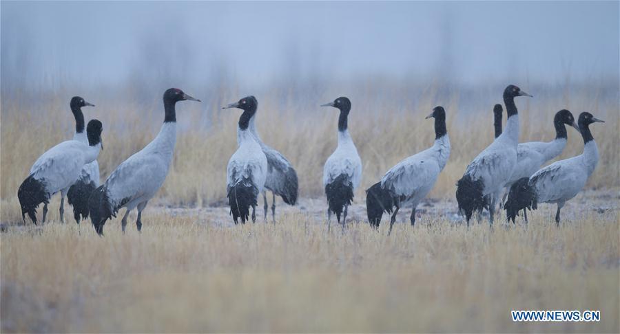 Photo taken on Dec. 18, 2018 shows black-necked cranes in Linzhou County of Lhasa, capital of southwest China\'s Tibet Autonomous Region. Thousands of black-necked cranes have arrived here to spend the winter time. (Xinhua/Purbu Zhaxi)