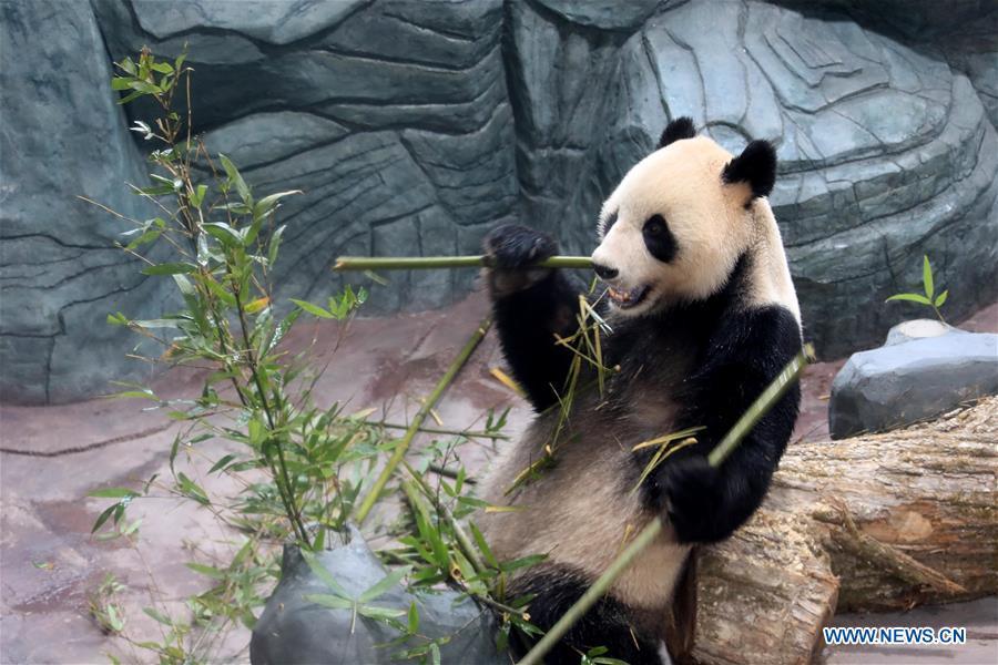 A giant panda eats bamboo shoots at a panda theme park in Huangshan City, east China\'s Anhui Province, Dec. 20, 2018. Giant pandas \