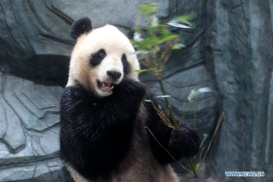 A giant panda eats bamboo leaves at a panda theme park in Huangshan City, east China\'s Anhui Province, Dec. 20, 2018. Giant pandas \