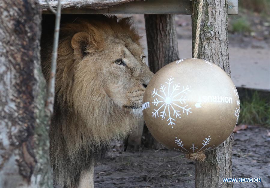 A lion enjoys \'Christmas pudding\', a giant ball scented with classic yuletide spices, during an \'Animal Adventures this Christmas\' photocall at Zoological Society of London (ZSL) London Zoo, in London, Britain, on Dec. 20, 2018. Zookeepers of the ZSL London Zoo prepared some seasonal surprises for the Zoo\'s residents to enjoy on Thursday. (Xinhua/Isabel Infantes)