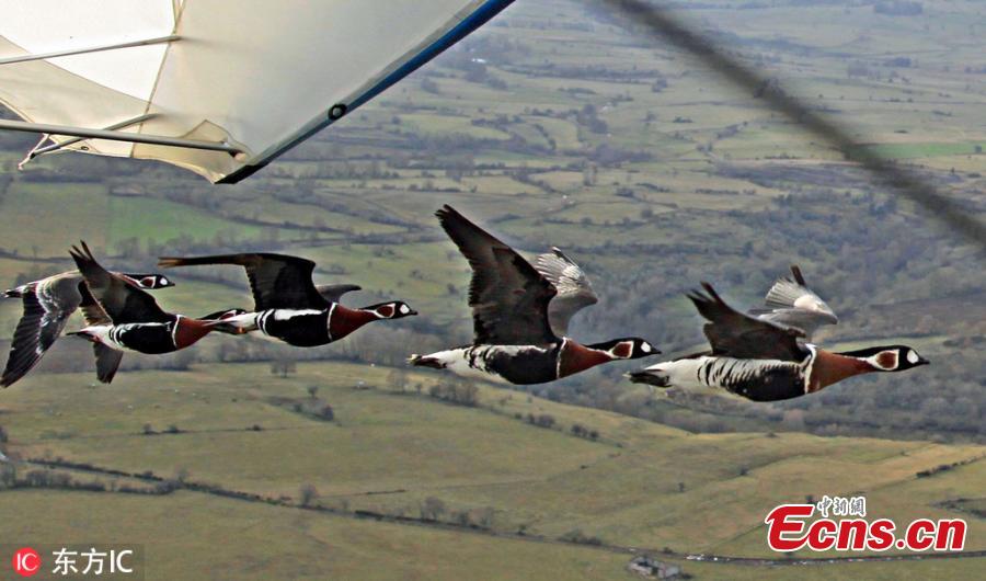 French pilot Christian Moullec, who has been flying with his geese in his craft for years, took friend Jacky Herbert, dressed as Santa, for a fun festive feat through the skies near Saint-Flour Airfield, Massif Central, France. They were 14 geese who travel alongside them during the journey. (Photo/IC)