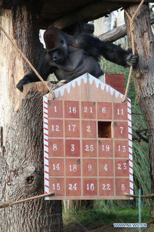 A gorilla enjoys the treats in a giant advent calendar during an \'Animal Adventures this Christmas\' photocall at Zoological Society of London (ZSL) London Zoo, in London, Britain, on Dec. 20, 2018. Zookeepers of the ZSL London Zoo prepared some seasonal surprises for the Zoo\'s residents to enjoy on Thursday. (Xinhua/Isabel Infantes)