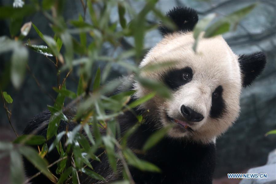 A giant panda rests at a panda theme park in Huangshan City, east China\'s Anhui Province, Dec. 20, 2018. Giant pandas \
