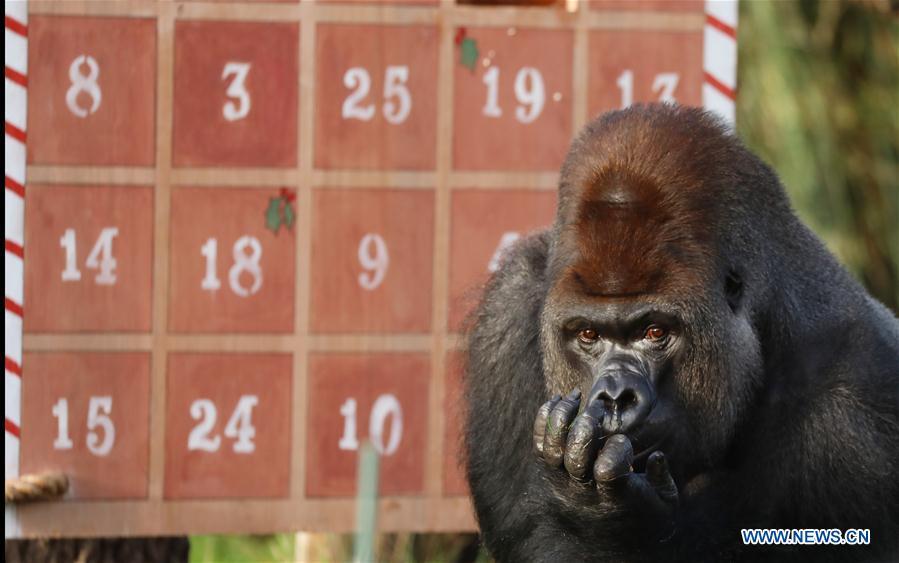 A gorilla enjoys the treats in a giant advent calendar during an \'Animal Adventures this Christmas\' photocall at Zoological Society of London (ZSL) London Zoo, in London, Britain, on Dec. 20, 2018. Zookeepers of the ZSL London Zoo prepared some seasonal surprises for the Zoo\'s residents to enjoy on Thursday. (Xinhua/Isabel Infantes)