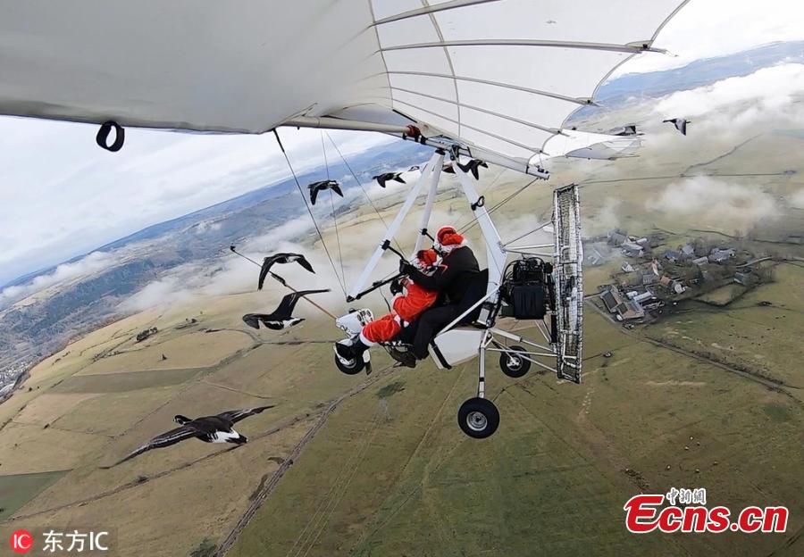 French pilot Christian Moullec, who has been flying with his geese in his craft for years, took friend Jacky Herbert, dressed as Santa, for a fun festive feat through the skies near Saint-Flour Airfield, Massif Central, France. They were 14 geese who travel alongside them during the journey. (Photo/IC)
