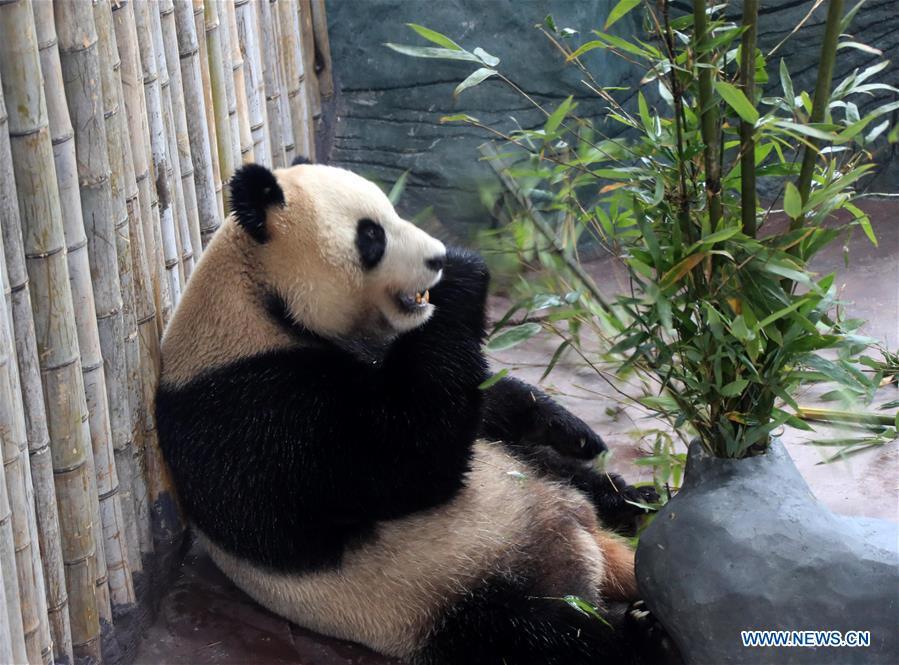 A giant panda eats bamboo leaves at a panda theme park in Huangshan City, east China\'s Anhui Province, Dec. 20, 2018. Giant pandas \