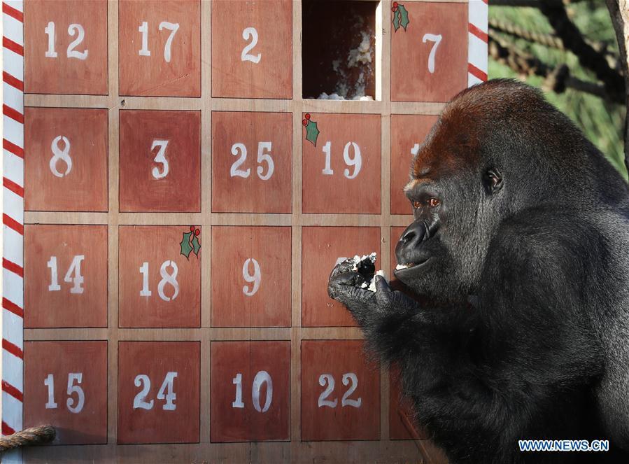 A gorilla enjoys the treats in a giant advent calendar during an \'Animal Adventures this Christmas\' photocall at Zoological Society of London (ZSL) London Zoo, in London, Britain, on Dec. 20, 2018. Zookeepers of the ZSL London Zoo prepared some seasonal surprises for the Zoo\'s residents to enjoy on Thursday. (Xinhua/Isabel Infantes)