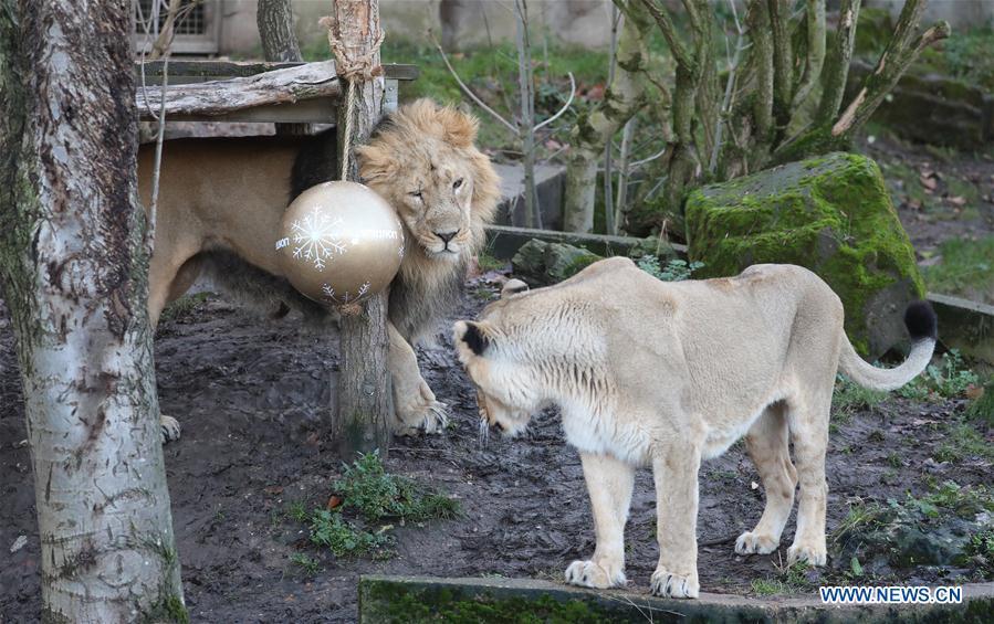 Lions enjoy \'Christmas pudding\', a giant ball scented with classic yuletide spices, during an \'Animal Adventures this Christmas\' photocall at Zoological Society of London (ZSL) London Zoo, in London, Britain, on Dec. 20, 2018. Zookeepers of the ZSL London Zoo prepared some seasonal surprises for the Zoo\'s residents to enjoy on Thursday. (Xinhua/Isabel Infantes)