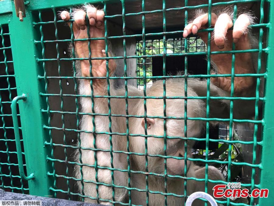 Alba, an albino orangutan, sits inside a cage before being released at Bukit Baka Bukit Raya National Park in Central Kalimantan, Indonesia, Dec. 19, 2018. The world\'s only known albino orangutan climbed trees, foraged for food and began building a nest after being released into a remote Borneo jungle more than a year after conservation officials found her starving and dehydrated in an Indonesian village. (Photo/Agencies)