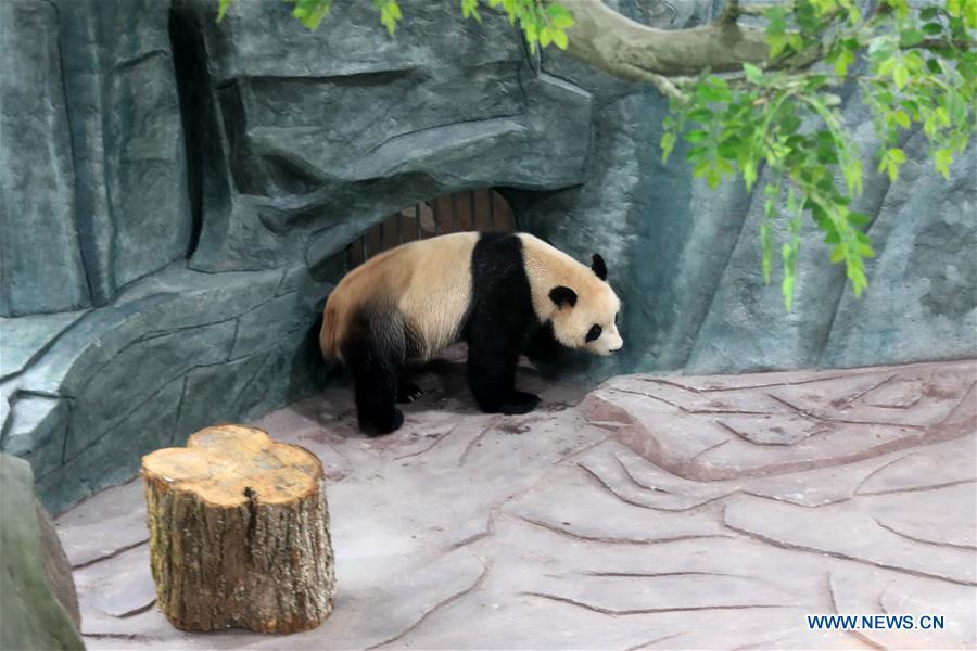 A giant panda is seen at a panda theme park in Huangshan City, east China\'s Anhui Province, Dec. 20, 2018. Giant pandas \
