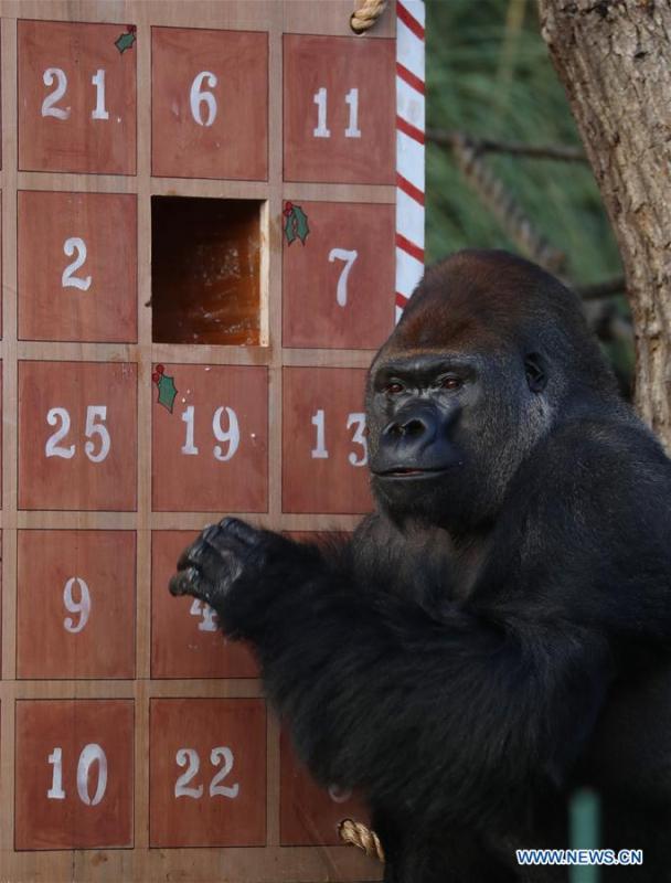 A gorilla enjoys the treats in a giant advent calendar during an \'Animal Adventures this Christmas\' photocall at Zoological Society of London (ZSL) London Zoo, in London, Britain, on Dec. 20, 2018. Zookeepers of the ZSL London Zoo prepared some seasonal surprises for the Zoo\'s residents to enjoy on Thursday. (Xinhua/Isabel Infantes)