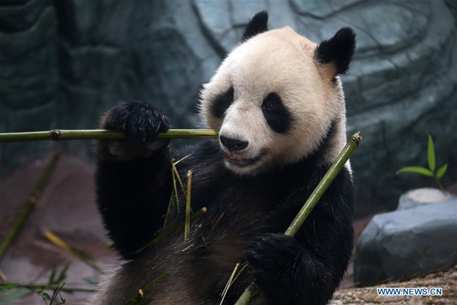 A giant panda eats bamboo shoots at a panda theme park in Huangshan City, east China\'s Anhui Province, Dec. 20, 2018. Giant pandas \