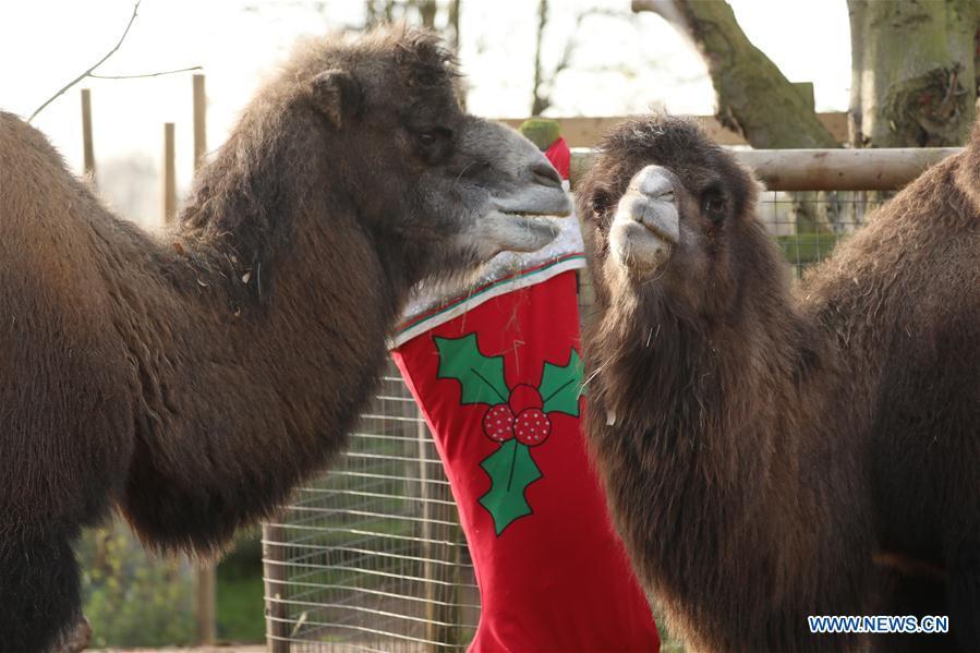 Bactrian camels enjoy their breakfast served in a super-sized stocking during an \'Animal Adventures this Christmas\' photocall at Zoological Society of London (ZSL) London Zoo, in London, Britain, on Dec. 20, 2018. Zookeepers of the ZSL London Zoo prepared some seasonal surprises for the Zoo\'s residents to enjoy on Thursday. (Xinhua/Isabel Infantes)