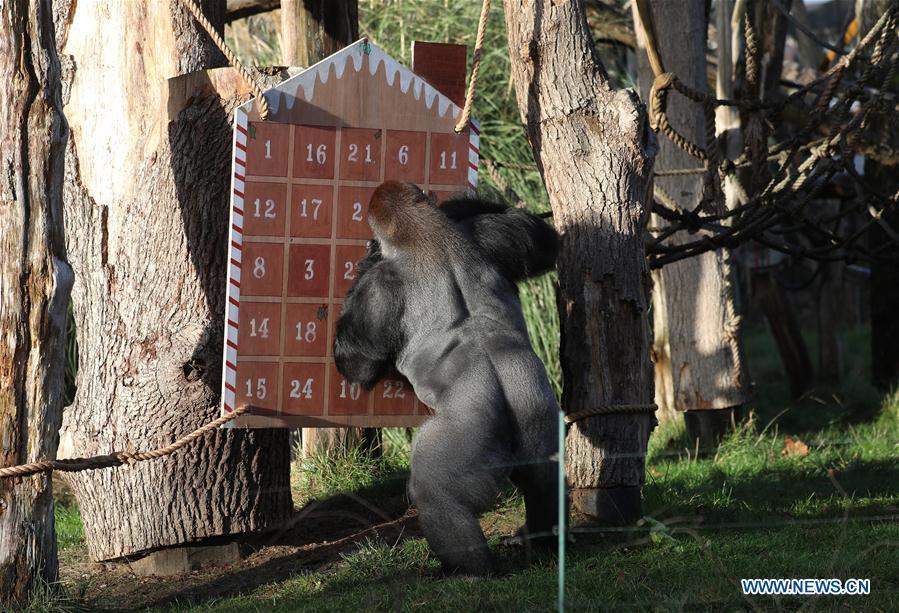 A gorilla enjoys the treats in a giant advent calendar during an \'Animal Adventures this Christmas\' photocall at Zoological Society of London (ZSL) London Zoo, in London, Britain, on Dec. 20, 2018. Zookeepers of the ZSL London Zoo prepared some seasonal surprises for the Zoo\'s residents to enjoy on Thursday. (Xinhua/Isabel Infantes)