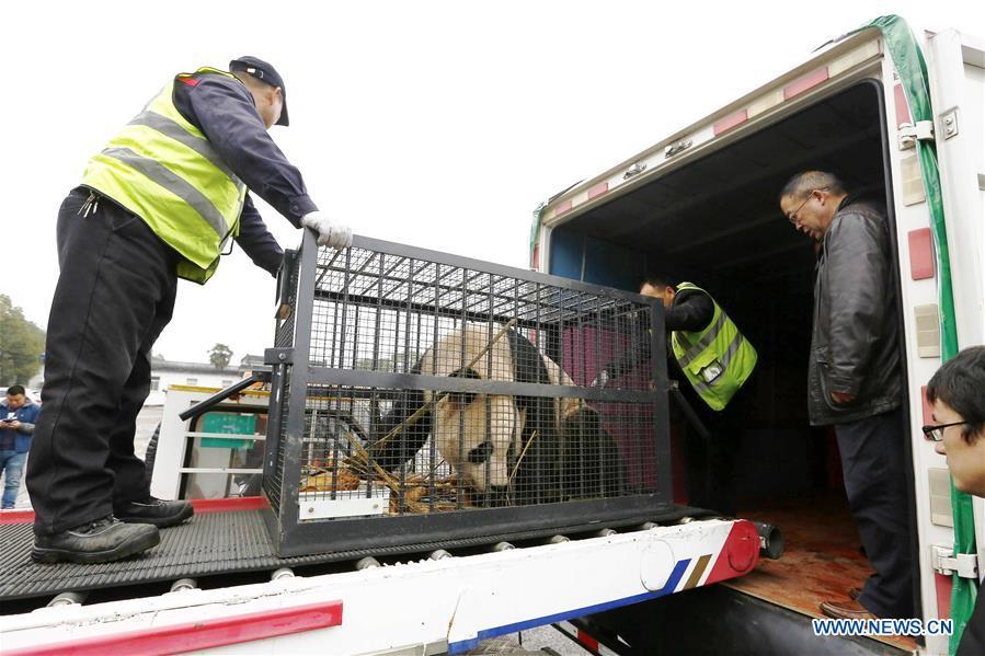 Staff members escort giant panda \