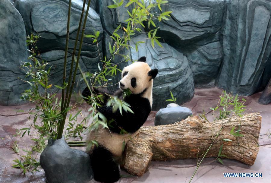A giant panda eats bamboo leaves at a panda theme park in Huangshan City, east China\'s Anhui Province, Dec. 20, 2018. Giant pandas \
