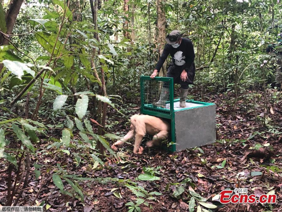 Alba, an albino orangutan, is released by a conservationist of the Borneo Orangutan Survival Foundation inside Bukit Baka Bukit Raya National Park in Central Kalimantan, Indonesia, Dec. 19, 2018. The world\'s only known albino orangutan climbed trees, foraged for food and began building a nest after being released into a remote Borneo jungle more than a year after conservation officials found her starving and dehydrated in an Indonesian village. (Photo/Agencies)