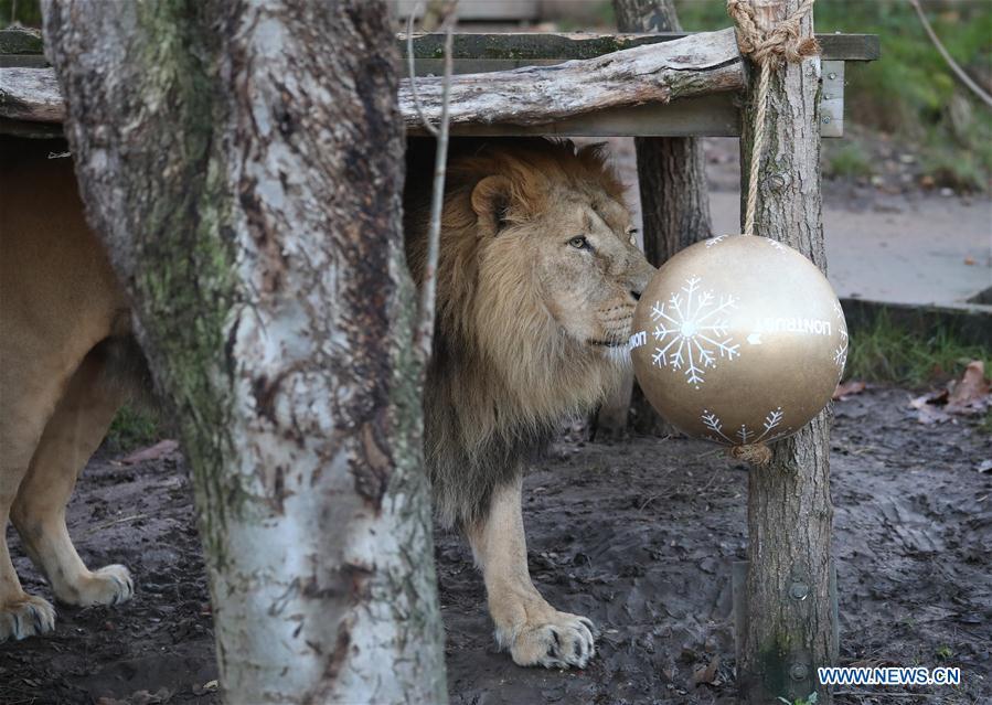 A lion enjoys \'Christmas pudding\',a giant ball scented with classic yuletide spices, during an \'Animal Adventures this Christmas\' photocall at Zoological Society of London (ZSL) London Zoo, in London, Britain, on Dec. 20, 2018. Zookeepers of the ZSL London Zoo prepared some seasonal surprises for the Zoo\'s residents to enjoy on Thursday. (Xinhua/Isabel Infantes)