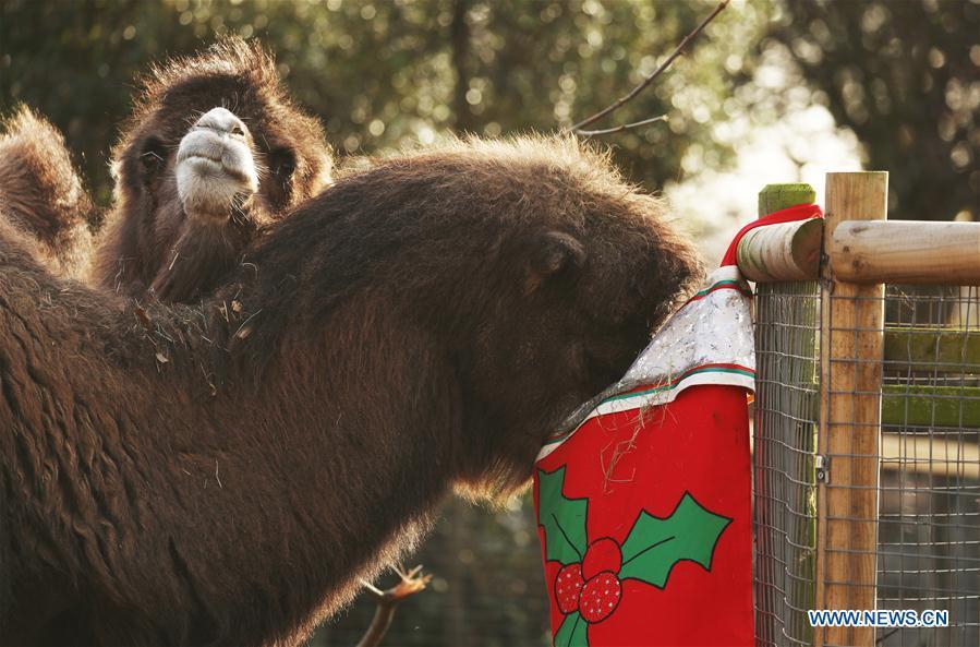 Bactrian camels enjoy their breakfast served in a super-sized stocking during an \'Animal Adventures this Christmas\' photocall at Zoological Society of London (ZSL) London Zoo, in London, Britain, on Dec. 20, 2018. Zookeepers of the ZSL London Zoo prepared some seasonal surprises for the Zoo\'s residents to enjoy on Thursday. (Xinhua/Isabel Infantes)