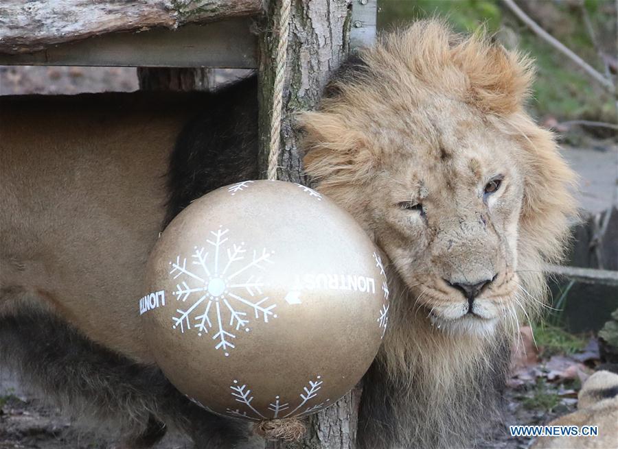 A lion enjoys \'Christmas pudding\', a giant ball scented with classic yuletide spices, during an \'Animal Adventures this Christmas\' photocall at Zoological Society of London (ZSL) London Zoo, in London, Britain, on Dec. 20, 2018. Zookeepers of the ZSL London Zoo prepared some seasonal surprises for the Zoo\'s residents to enjoy on Thursday. (Xinhua/Isabel Infantes)