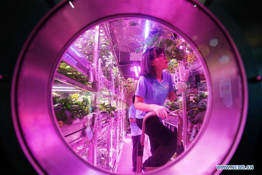Volunteer Liu Hui (front) collects vegetables in the Yuegong-1, or Lunar Palace 1, at Beihang University in Beijing, capital of China, May 15, 2018. The living and working scenes of Chinese people in the past year have created a series of amazing views, some of which formed geometric figures. Those photos tell the development and progress of the country in 2018. (Xinhua/Ju Huanzong)