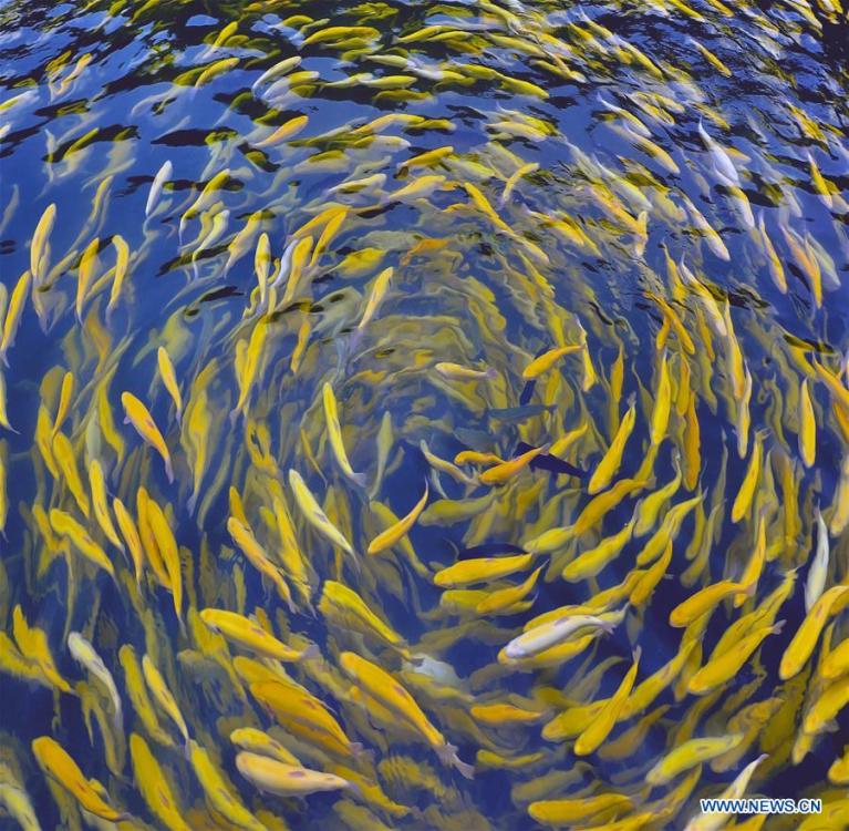 Photo taken on Nov. 8, 2018 shows freshwater fish at a local farm in E\'hu Town of Wuxi City, east China\'s Jiangsu Province. The living and working scenes of Chinese people in the past year have created a series of amazing views, some of which formed geometric figures. Those photos tell the development and progress of the country in 2018. (Xinhua/Pan Zhengguang)