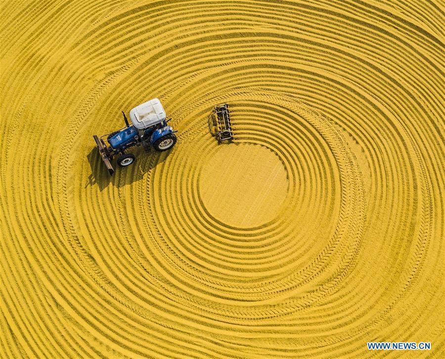 A farming machine dries unhusked rice in the sun at a farm in Sihong, east China\'s Jiangsu Province, Oct. 23, 2018. The living and working scenes of Chinese people in the past year have created a series of amazing views, some of which formed geometric figures. Those photos tell the development and progress of the country in 2018. (Xinhua/Zhang Lianhua)