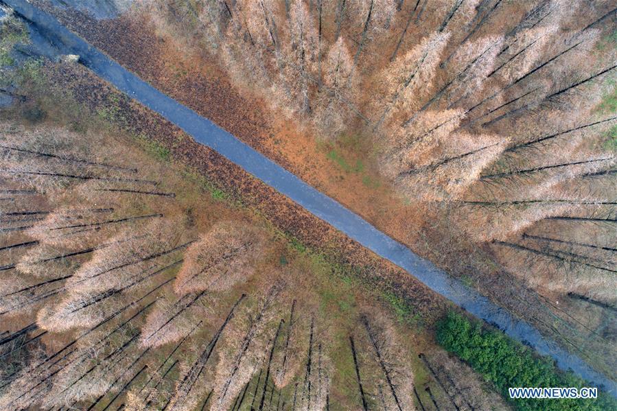 Aerial photo taken on Dec. 22, 2018 shows the scenery of the metasequoia forest in Sihong County of Suqian City, east China\'s Jiangsu Province. (Xinhua/He Jinghua)