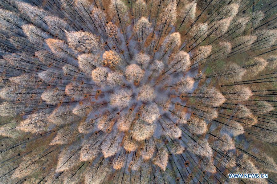 Aerial photo taken on Dec. 22, 2018 shows the scenery of the metasequoia forest in Sihong County of Suqian City, east China\'s Jiangsu Province. (Xinhua/He Jinghua)