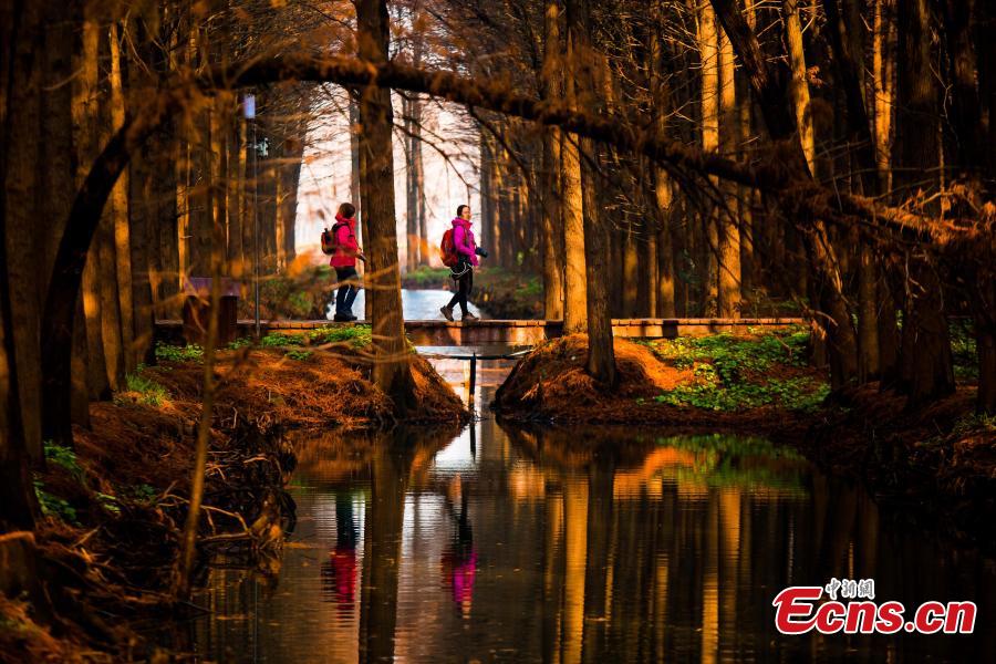 Drone photos show the colorful foliage at Lizhong Water Forest in Taizhou City, East China\'s Jiangsu Province, Dec. 23, 2018. The large artificial forest boasts unique landscape and is home to many bird species. (Photo: China News Service)