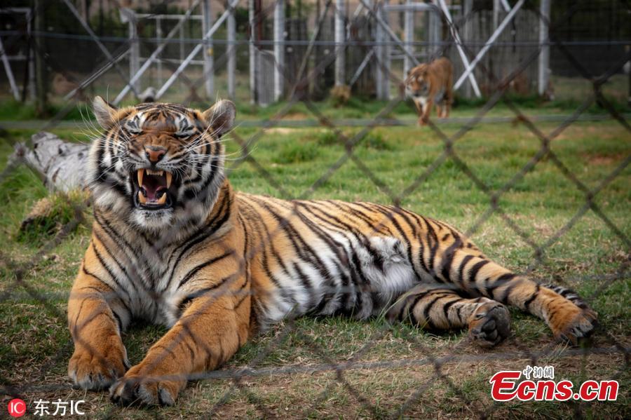 A tiger named Laziz, rescued by Four Paws international animal welfare group from a zoo in Khan Younis in the southern Gaza Strip, is now at Four Paws\' Lionsrock Big Cat Sanctuary in South Africa. \