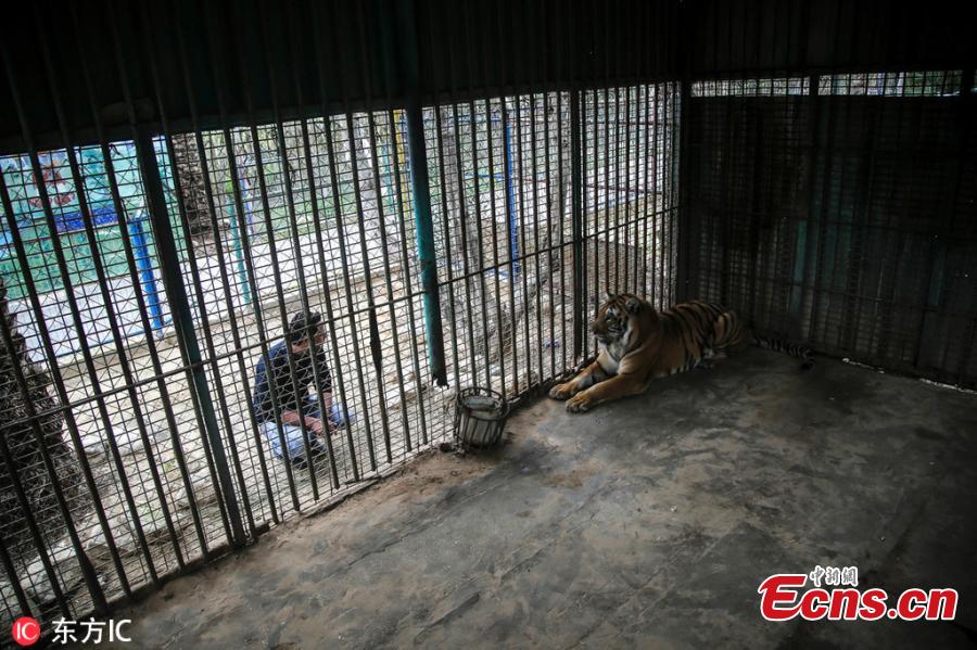 A tiger named Laziz, rescued by Four Paws international animal welfare group from a zoo in Khan Younis in the southern Gaza Strip, is now at Four Paws\' Lionsrock Big Cat Sanctuary in South Africa. \