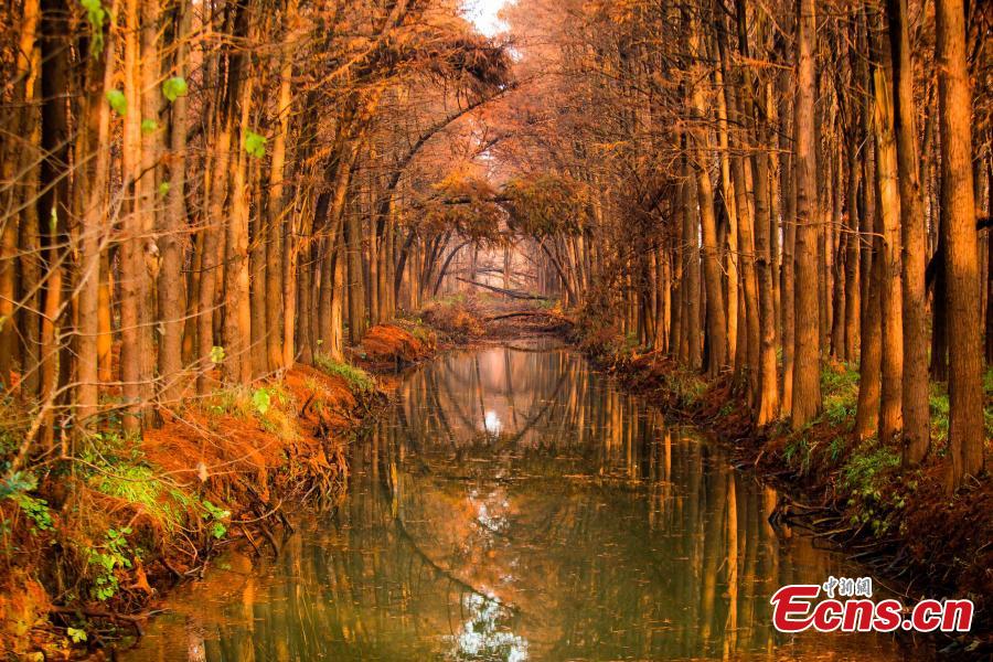 Drone photos show the colorful foliage at Lizhong Water Forest in Taizhou City, East China\'s Jiangsu Province, Dec. 23, 2018. The large artificial forest boasts unique landscape and is home to many bird species. (Photo: China News Service)