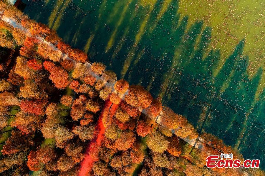Drone photos show the colorful foliage at Lizhong Water Forest in Taizhou City, East China\'s Jiangsu Province, Dec. 23, 2018. The large artificial forest boasts unique landscape and is home to many bird species. (Photo: China News Service)