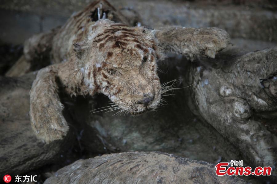 A stuffed animal, which died during the 2014 war, is on display at a zoo in Khan Younis in the southern Gaza Strip. (Photo/Agencies)