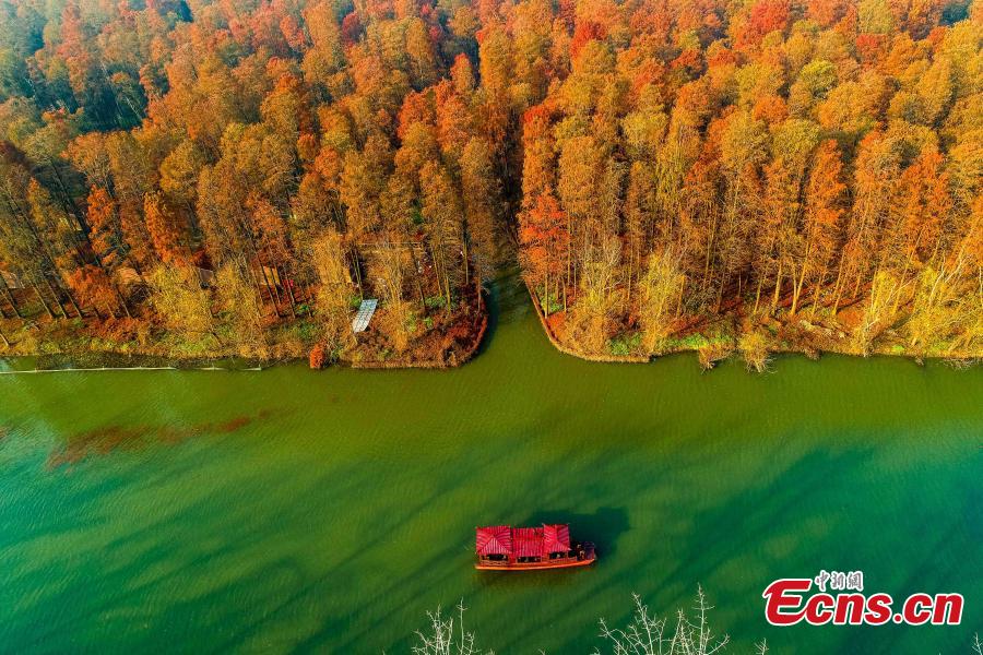 Drone photos show the colorful foliage at Lizhong Water Forest in Taizhou City, East China\'s Jiangsu Province, Dec. 23, 2018. The large artificial forest boasts unique landscape and is home to many bird species. (Photo: China News Service)