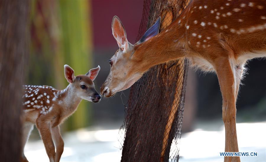 Sika deer are seen at a garden of the Hall of Benevolent Peace in the Palace Museum in Beijing, capital of China, June 4, 2018. Nine sika deer from the Imperial Summer Resort in north China\'s Chengde have been selected for demonstration in the Hall of Benevolent Peace in the Palace Museum since 2017. (Xinhua/The Palace Museum)