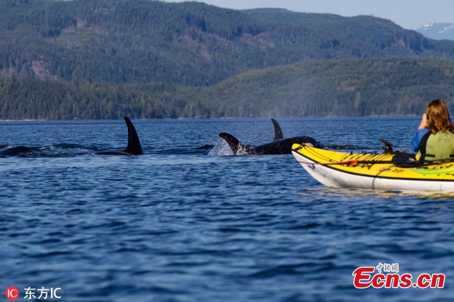 Kayakers were stunned to have an incredibly close encounter with two killer whales while out on the water. Photography guide Steven Rose, 62, filmed the amazing scenes in the Johnstone Strait, south of Telegraph Cove in Vancouver Island, British Colombia, earlier this year. Steven, 62, from Toronto, was kayaking with his daughter when the majestic orcas - which were hunting salmon - swam under their vessels. (Photo/IC)