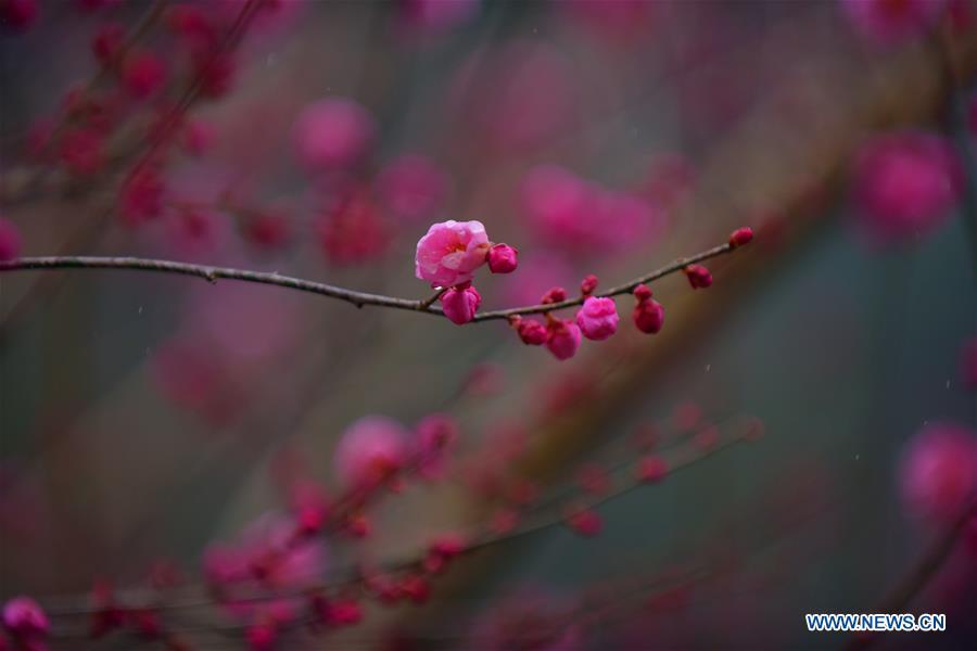 Photo taken on Dec. 24, 2018 shows plum blossoms in Xuan\'en County of Enshi Tujia and Miao Autonomous Prefecture, central China\'s Hubei Province. (Xinhua/Wang Jun)