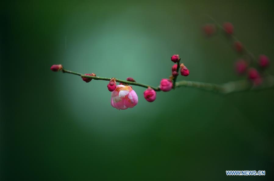 Photo taken on Dec. 24, 2018 shows plum blossoms in Xuan\'en County of Enshi Tujia and Miao Autonomous Prefecture, central China\'s Hubei Province. (Xinhua/Wang Jun)