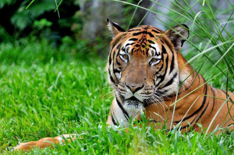 The South China tiger Kang Kang, whose DNA was sent into space for backup storage by the Long March 11 carrier rocket on Saturday. (Photo provided to chinadaily.com.cn)
Dry powder of DNA from a South China tiger of the Guangzhou Zoo was blasted into space by the Long March 11 carrier rocket on Saturday for backup storage of the genes of this endangered species.
The DNA launched at the Jiuquan Satellite Launch Center in northwestern China comes from the blood of a male South China tiger named Kang Kang, according to the zoo in Guangzhou, capital of Guangdong province.
On orbit about 1,000 kilometers above the ground and banking on the low temperature and vacuum in space, the launch marks a positive exploration in the protection and backup of species resources.