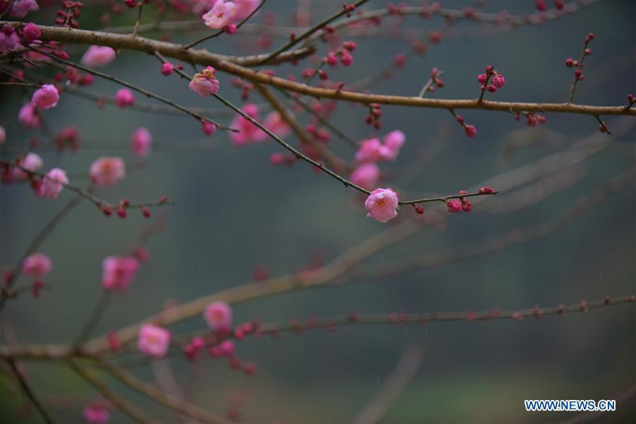 Photo taken on Dec. 24, 2018 shows plum blossoms in Xuan\'en County of Enshi Tujia and Miao Autonomous Prefecture, central China\'s Hubei Province. (Xinhua/Wang Jun)