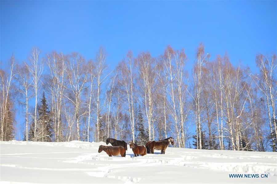 Horses stand in the snow at the Hom scenic area of Kanas in northwest China\'s Xinjiang Uygur Autonomous Region on Dec. 23, 2018. (Xinhua/Sadat)